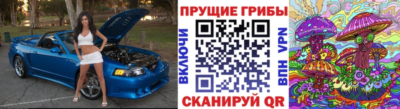 как найти закладки Цивильск Псилоцибиновые грибы Cubensis